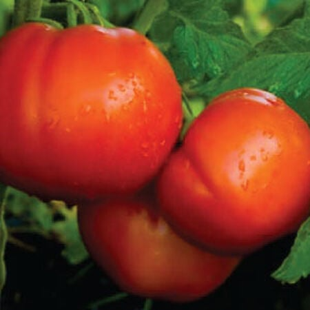 Celebrity Tomato Seeds (F1 Hybrid) – 7-8 oz, Disease Resistant, Non-GMO, 75 Days to Harvest
