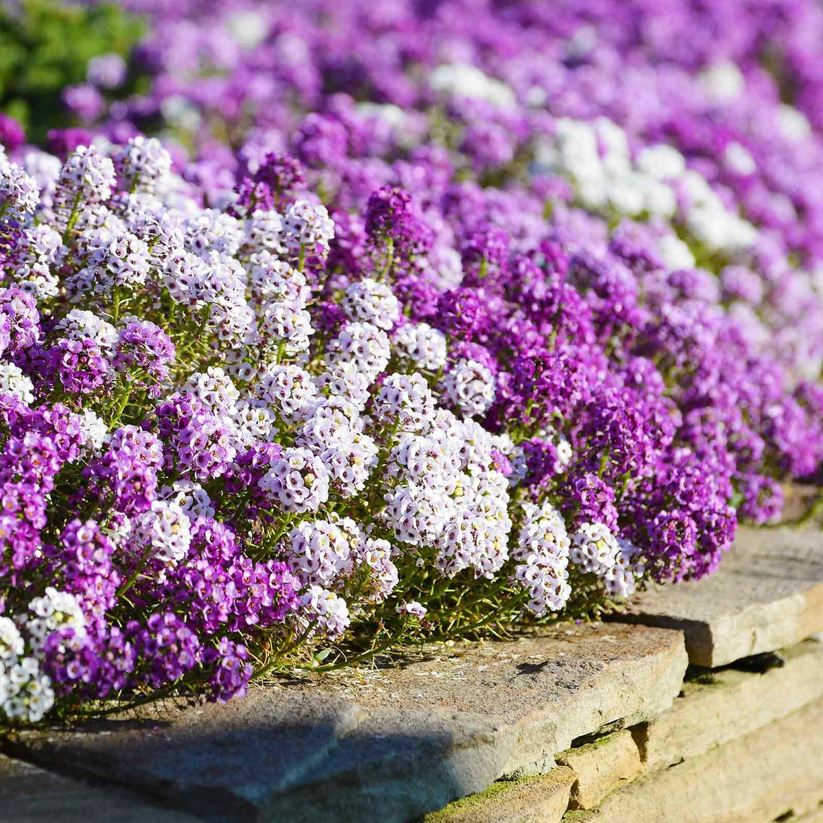 Alyssum Magic Circle Mix Seeds - 1000 Handy Pink Purple White Trailing Groundcover