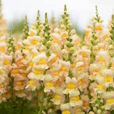 Costa Apricot Snapdragon Seeds (Antirrhinum majus) – 1000+ Seeds for Garden & Cut Flowers