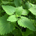 Catnip Seeds | 2,000 Heirloom Nepeta cataria Seeds | Non-GMO, Zone 3-9, Attracts Cats & Bees