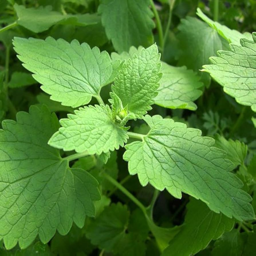 Catnip Seeds | 2,000 Heirloom Nepeta cataria Seeds | Non-GMO, Zone 3-9, Attracts Cats & Bees