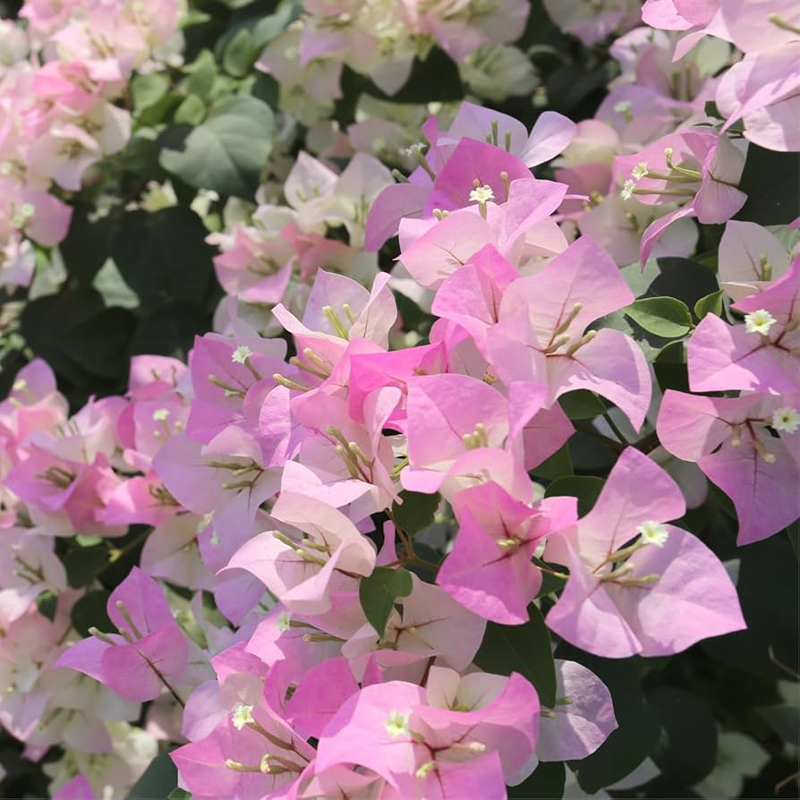 Bougainvillea glabra Cuttings - Rare Double Petal White Pink, 3 Unrooted 3-5" Climbing Starter Plant