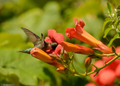 Red Trumpet Vine (Campsis Radicans) Live Clippings - 12 Starter Plants