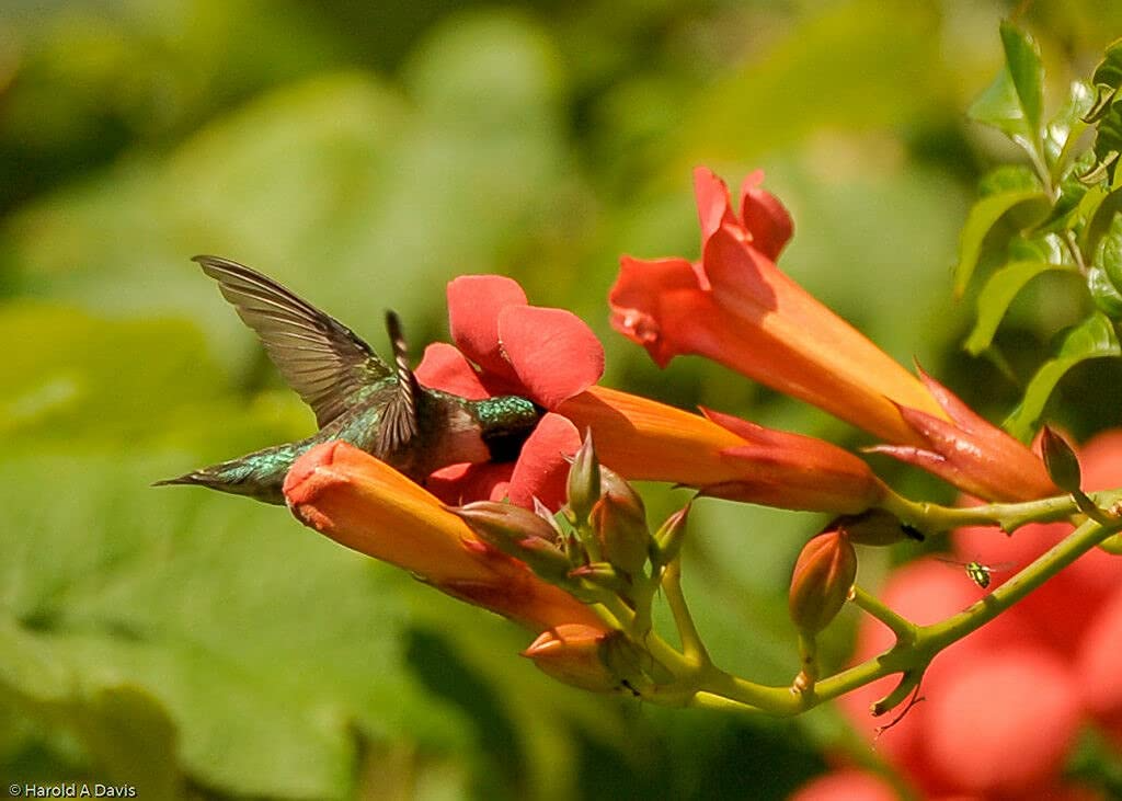 Red Trumpet Vine (Campsis Radicans) Live Clippings - 12 Starter Plants