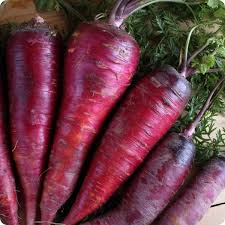 Purple Dragon Carrot Seeds - 200 Seeds, Daucus carota, Heirloom Purple/Orange