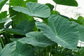 Dwarf Green Taro Bulbs (Colocasia esculenta) - 10 Starter Bulbs for Ponds, Bog, or Tropical Garden