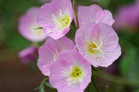 Showy Evening Primrose (Oenothera speciosa) - Pink Perennial Seeds, 100