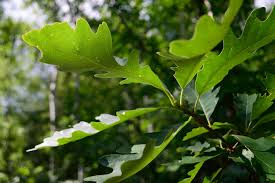 Bur Oak Tree (Quercus macrocarpa) - 18"-24" Bare Root Live Plant, Zones 3-8