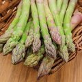 Jersey Giant Bare Root Asparagus Crowns - 2-Year, Asparagus officinalis