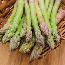 Jersey Giant Bare Root Asparagus Crowns - 2-Year, Asparagus officinalis