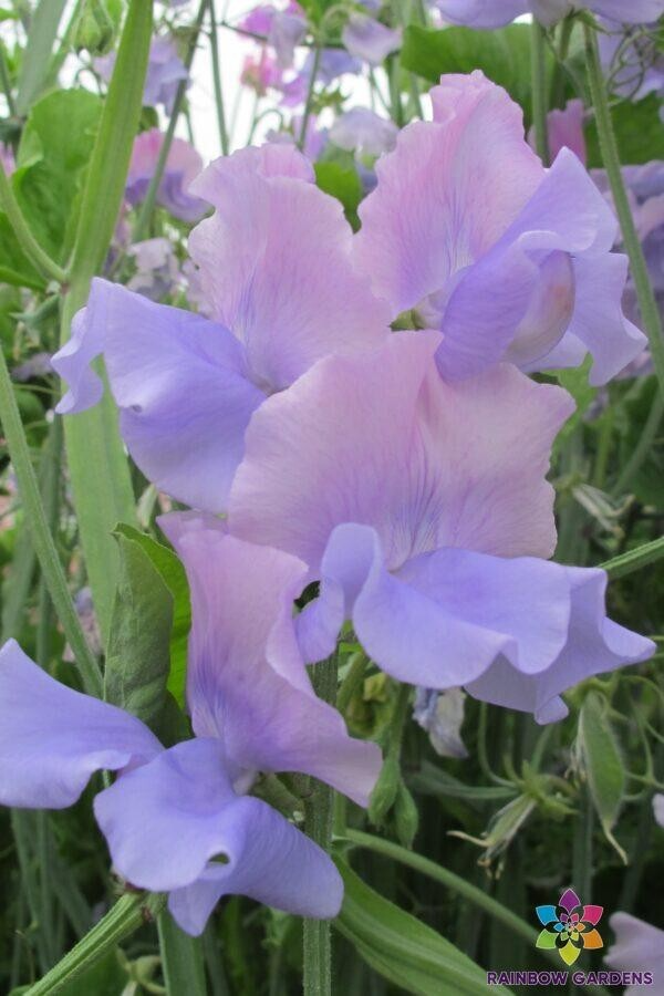 Glynne Collins Sweet Pea Seeds - 50+ Fragrant Deep Pink Seeds for Climbing Vines