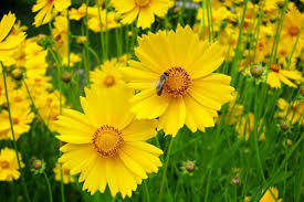 Coreopsis Lance-Leaved Dwarf Seeds – 50 Seeds, Native Yellow Wildflower, Compact Perennial