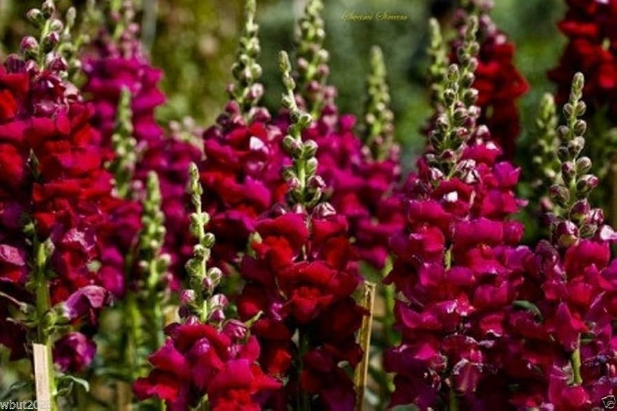 Antirrhinum majus Maryland Royal Burgundy Snapdragon Seeds – 1000+ Deep Wine Blooms