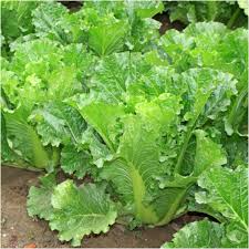 150 Seeds Chinese Heading Cabbage Michihli - Brassica rapa | Heirloom Seeds