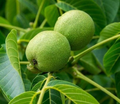 Black Walnut Trees Bare Root (Juglans nigra) - 2 Pack, 2ft Tall Nut-Producing Shade Trees