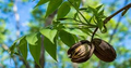 Hardy Pecan Tree Seedlings (Carya illinoinensis) - 2 Bare-Root 18-24" | Pecan Trees