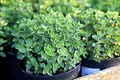 Italian Oregano Herb Seeds - Origanum vulgare | Heirloom Perennial, Aromatic, 250 Seeds
