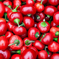 Large Hot Cherry Pepper Seeds – Heirloom, Mild-Heat, High Yield | 250mg