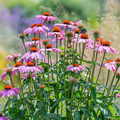Purple Coneflower Echinacea purpurea Seeds - 400 Seeds for Pollinator Gardens