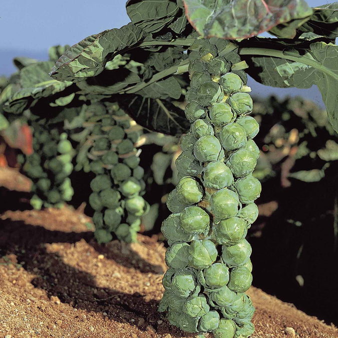 500+ Jade Cross Brussels Sprouts Seeds - Compact, Cold-Hardy High-Yield Hybrid