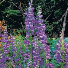 Penstemon Secundiflorus Seeds - Sidebells Penstemon, 100 mg