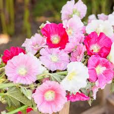 Summer Carnival Mix Hollyhock (Alcea rosea) 25 Seeds - Biennial, Pollinator-Friendly