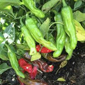Shishito Pepper Seeds - 10 Seeds | Mild Japanese Pepper for Grilling & Sautéing