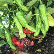 Shishito Pepper Seeds - 10 Seeds | Mild Japanese Pepper for Grilling & Sautéing
