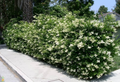 Ligustrum Glossy Privet Unrooted Cuttings – 20, ~8", Evergreen Privacy Hedge