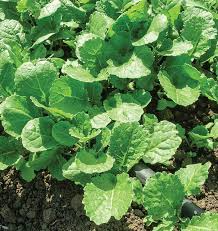 1,000 Ethiopian Kale Seeds - Brassica carinata (Abyssinian Mustard) Heirloom Non-GMO