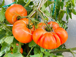 Hawaiian Pineapple Tomato Seeds - 30 Premium Heirloom Beefsteak (Indeterminate, Non-GMO)