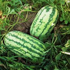 Jubilee Watermelon Seeds - 1000 mg Citrullus lanatus Heirloom for Home Garden