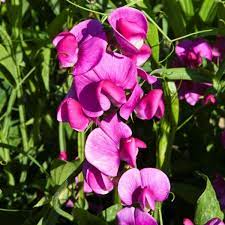Bridget McAleer Sweet Pea Seeds – Fragrant Pink & White Bi-Color (50 Seeds) Garden Climbing Vines