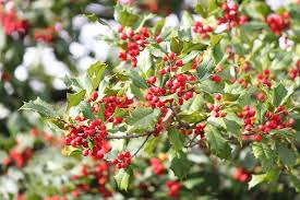 American Holly Seeds (Ilex opaca) – 500mg for Planting, Evergreen Tree, Red Berries, Wildlife Friendly