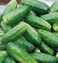 Bush Pickle Cucumber Seeds | F1 Hybrid, 4-5" Fruit, 50 Days