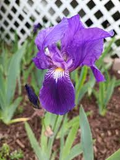 Light Purple Japanese Iris Live Roots - Iris ensata Starter Plant (Pack of 4)