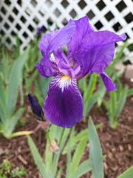 Light Purple Japanese Iris Live Roots - Iris ensata Starter Plant (Pack of 4)