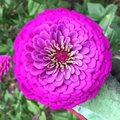 Purple Prince Zinnia Seeds - Rosy Purple, Tall 30-36 in, Non-GMO, 110 Days to Maturity