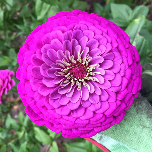 Purple Prince Zinnia Seeds - Rosy Purple, Tall 30-36 in, Non-GMO, 110 Days to Maturity