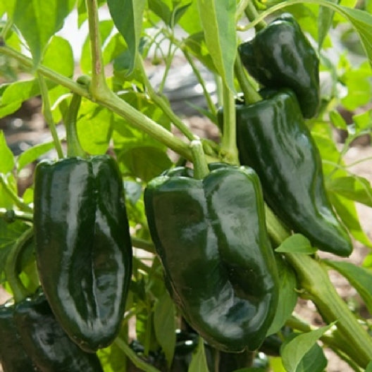 Poblano Pepper Seeds - Heirloom, Non-GMO, Mild Heat (1,000-1,500 SHU) - 75 Days to Maturity