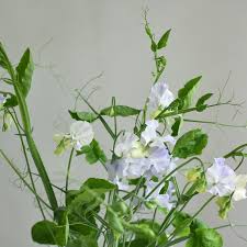 Jack Eveleigh Sweet Pea Seeds – Lavender-Pink Blooms, Climbing Vine, 50+ Seeds