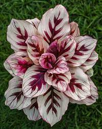Velvet Flame Calathea Seeds (Calathea rufibarba) – 25+ Seeds for Indoor/Outdoor Foliage