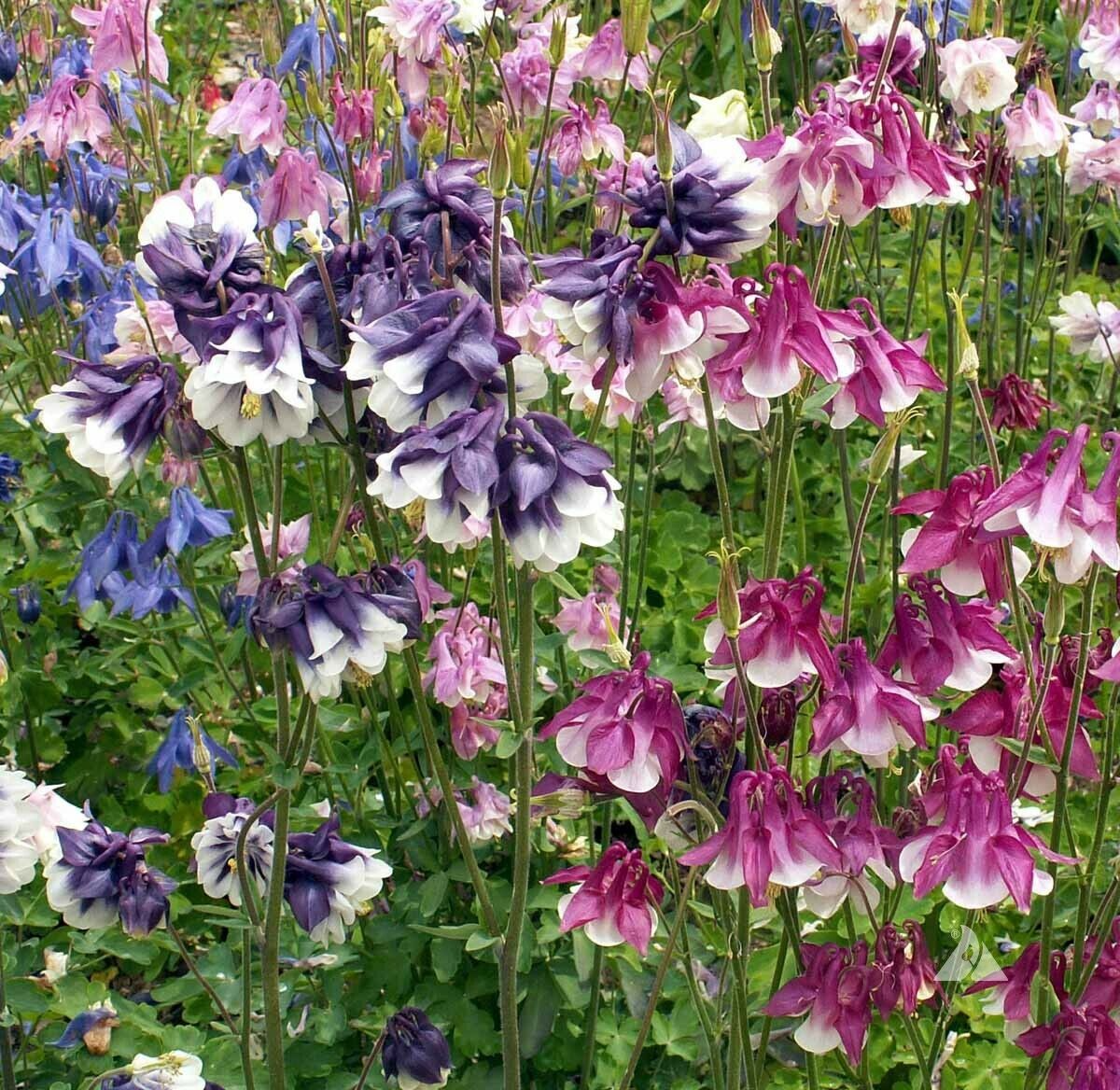 Columbine DWARF MIX Seeds - Granny's Bonnet Aquilegia (500 Seeds), Non-GMO, Fall Planting