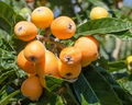 Japanese Loquat Fruit Tree Seedling 8” with Pot | Eriobotrya japonica