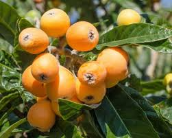 Japanese Loquat Fruit Tree Seedling 8” with Pot | Eriobotrya japonica