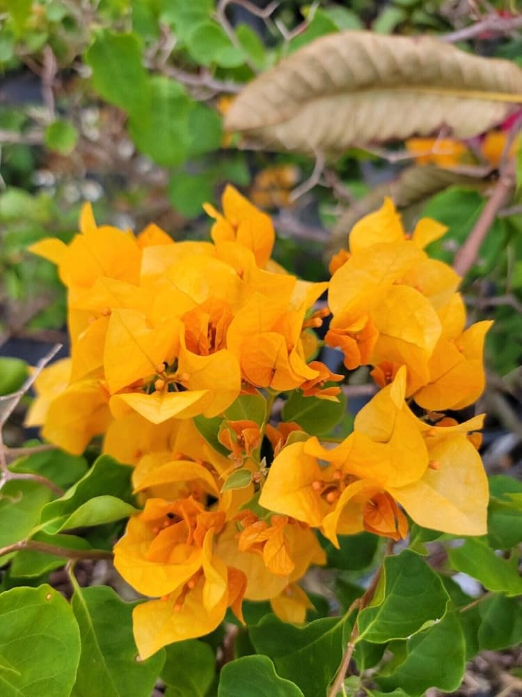 Gold Yellow Bougainvillea Starter Plant | Bougainvillea glabra Seedling