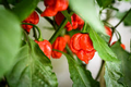 Carolina Reaper F1 Hybrid Pepper Seeds - World’s Hottest Pepper (Capsicum chinense) 5 Seeds