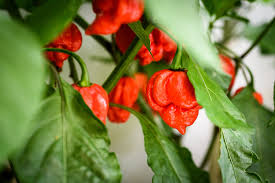 Carolina Reaper F1 Hybrid Pepper Seeds - World’s Hottest Pepper (Capsicum chinense) 5 Seeds