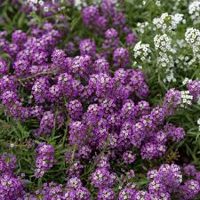 Violet Queen Alyssum Seeds | Non-GMO, Fragrant Violet-Purple Flowers, 4-6 in tall
