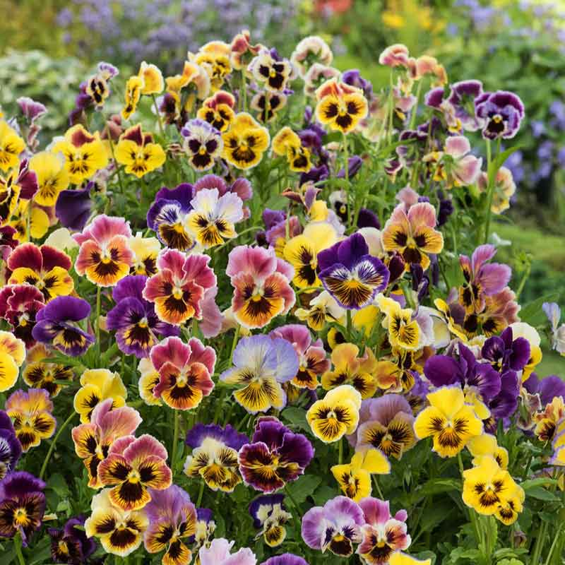 Rococo Mix Pansy Seeds – 200 Seeds – Viola × wittrockiana, Multicolor, Cool-Season